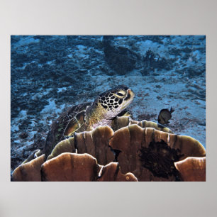 Affiche Tortue verte sur le corail