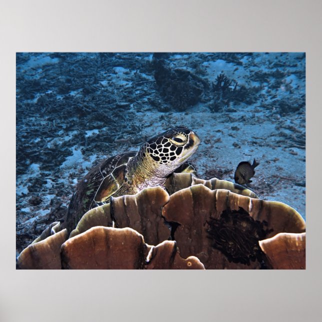 Affiche Tortue verte sur le corail (Devant)