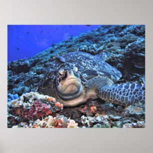 Affiche Tortue verte sur le récif