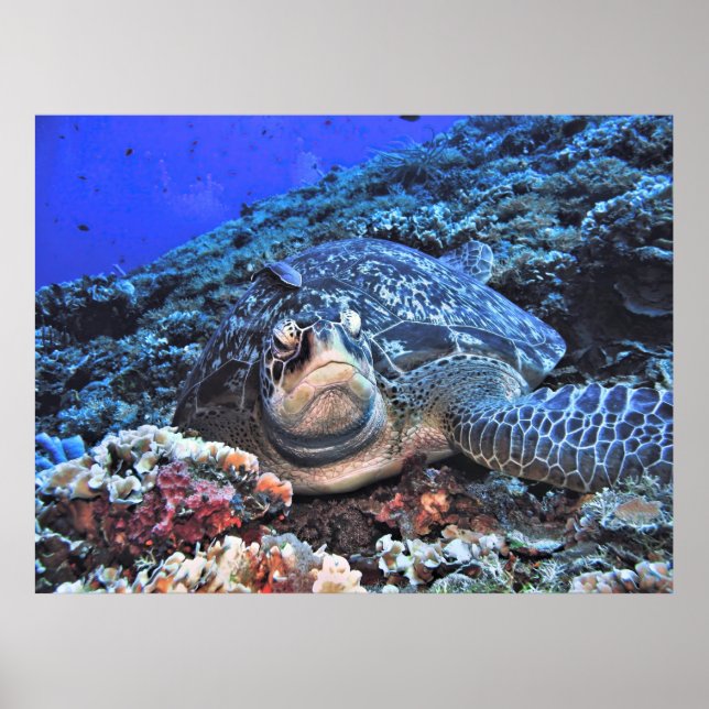 Affiche Tortue verte sur le récif (Devant)