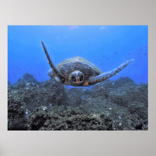 Affiche Tortue volante