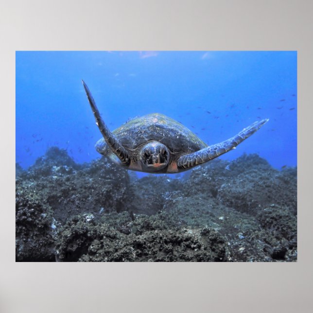 Affiche Tortue volante (Devant)