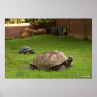 Tortues aldabra en herbe