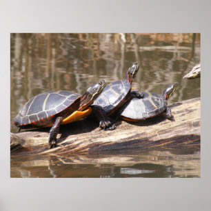 Affiche Tortues Assis Sur L'Affiche De Journal