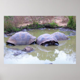 Affiche Tortues dans la boue