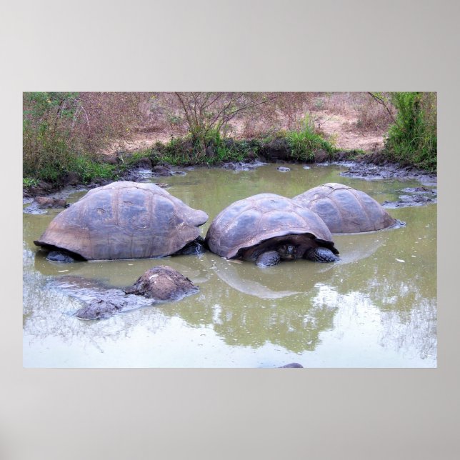 Affiche Tortues dans la boue (Devant)