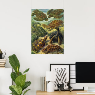 Affiche Tortues de mer et tortues terrestres vintage par E