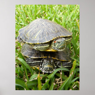 Affiche Tortues de pont double