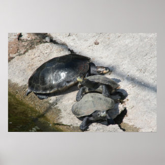 Affiche Tortues glissantes dans une photo de rangée