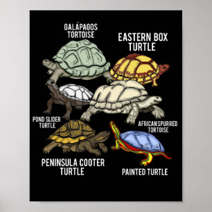 Affiche Tortues Race Galapagos Tortue Espèces Tortue Tortu