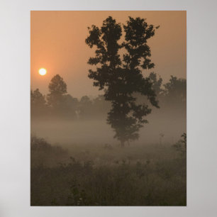 Affiche Tôt le matin, lever le soleil et brouillard terres