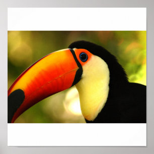 Affiche toucan