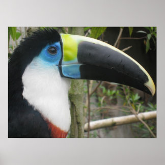 Affiche Toucan