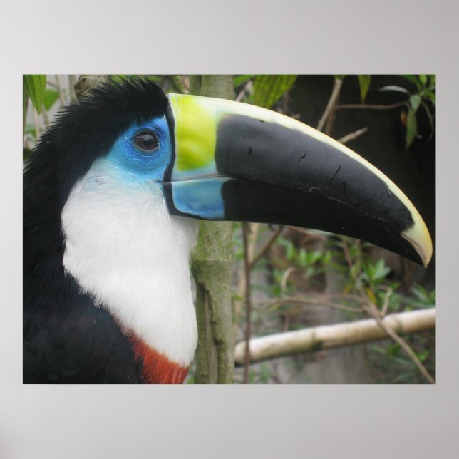Affiche Toucan (Devant)