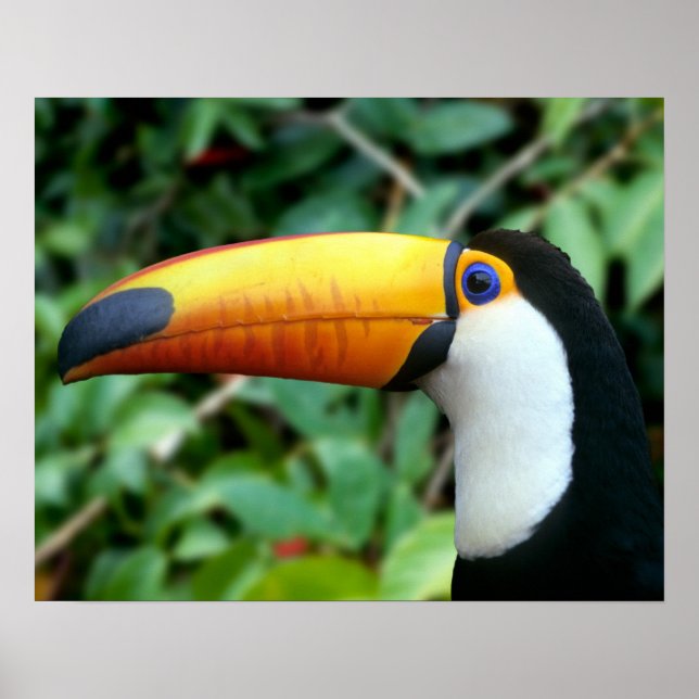 Affiche Toucan à bec jaune (Devant)