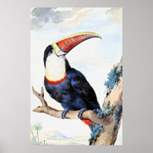 Affiche Toucan à bec rouge, 