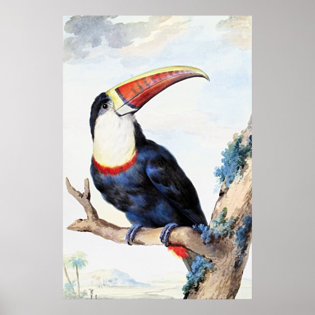 Affiche Toucan à bec rouge,  (Devant)