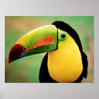 Affiche Toucan Bird Wild Nature Photographie colorée