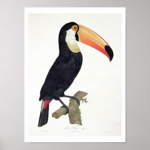 Affiche Toucan No.2, de la 'histoire des oiseaux de