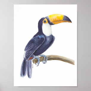 Affiche Toucan, oiseau tropical