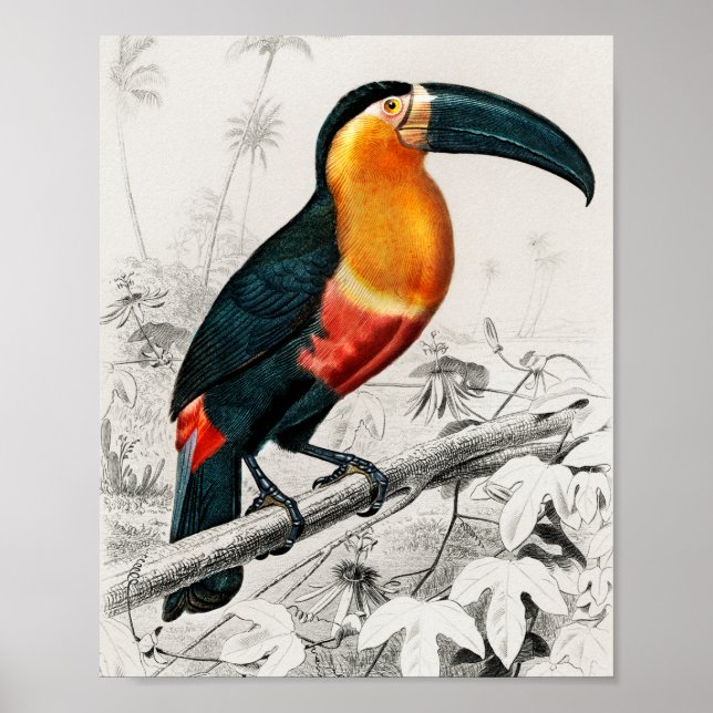 Affiche Toucan Ramphastos Illustration Vintage Art Print (Devant)