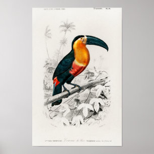 Affiche Toucan (Ramphastos) illustré par Charles Dessali
