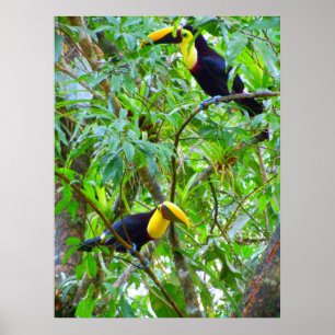Affiche Toucans
