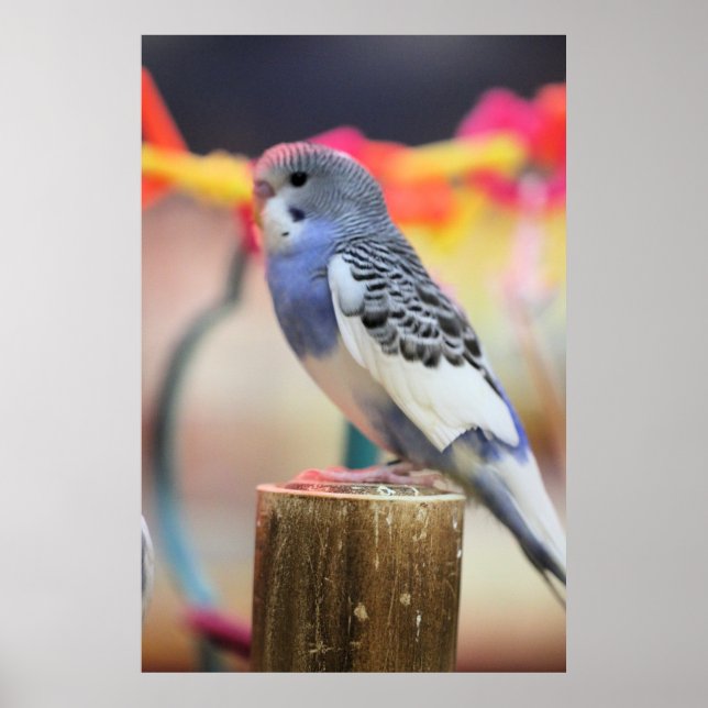 Affiche Touche (Devant)