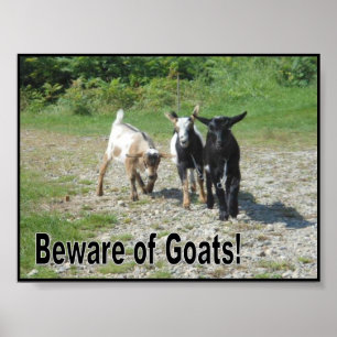 Affiche Tough Nigerian Dwarf Goats