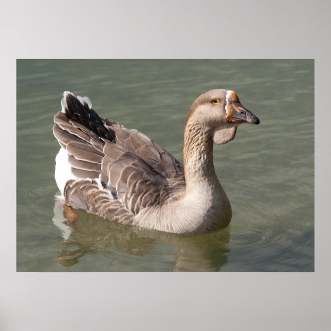 Affiche Toulouse Goose (Devant)