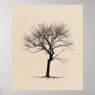 Affiche Tourné Gnarled vieux arbre minimaliste ligne art