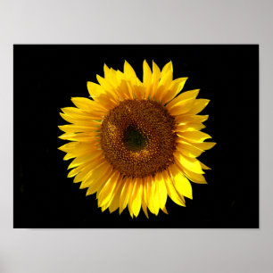Affiche Tournesol