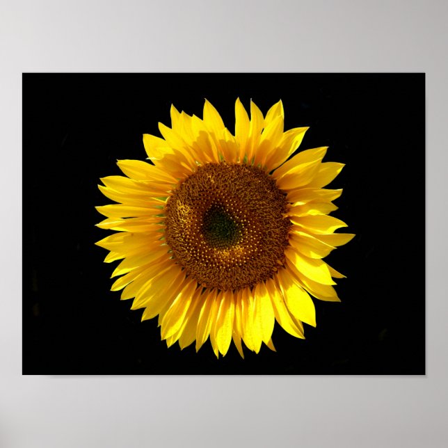 Affiche Tournesol (Devant)