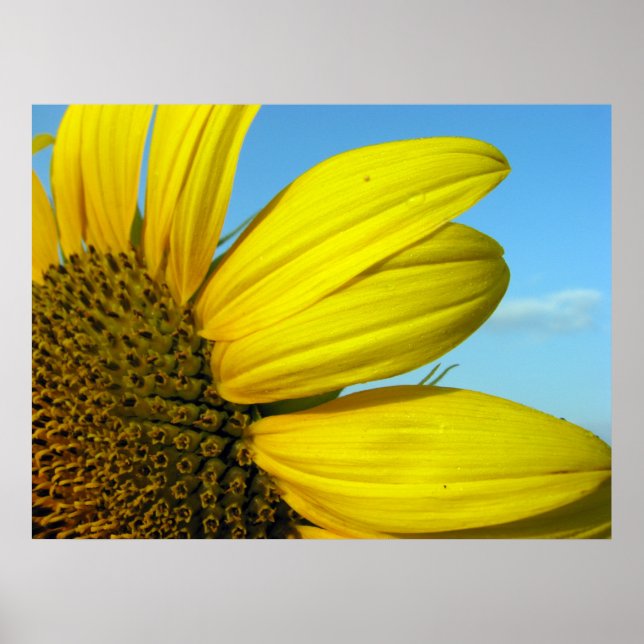 Affiche Tournesol (Devant)