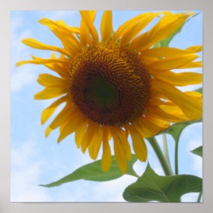 Affiche Tournesol