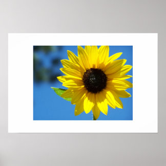 Affiche Tournesol