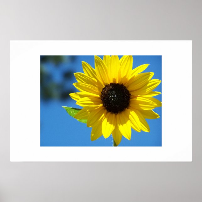 Affiche Tournesol (Devant)