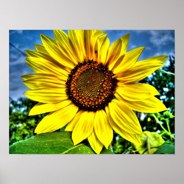 Affiche tournesol (Devant)