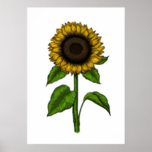 Affiche Tournesol