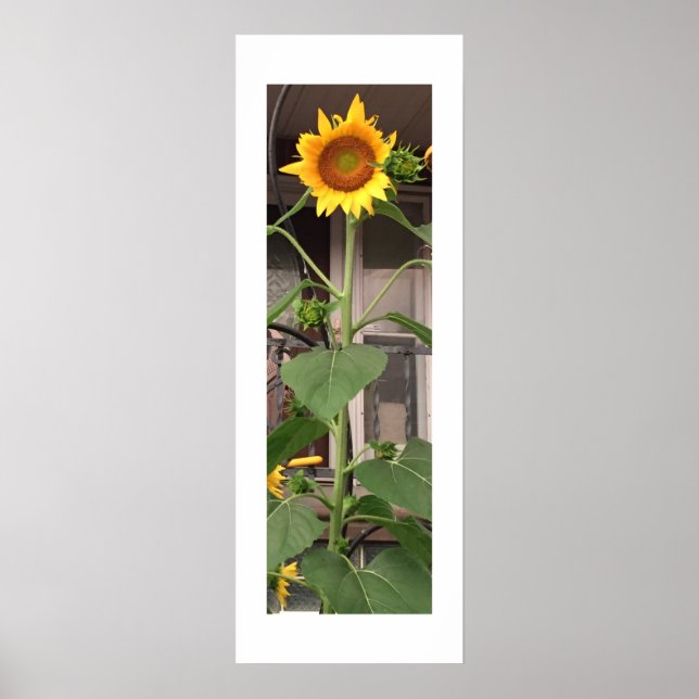 Affiche Tournesol (Devant)