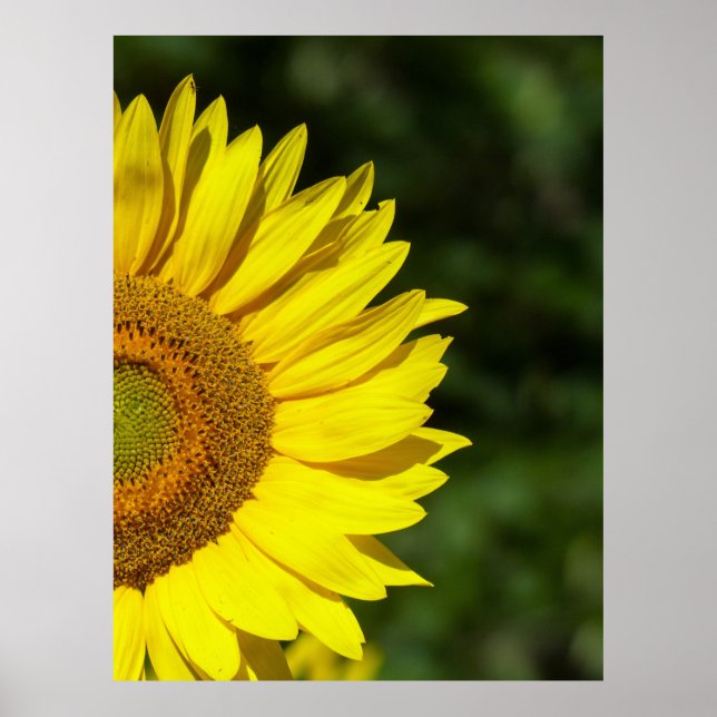 Affiche Tournesol (Devant)