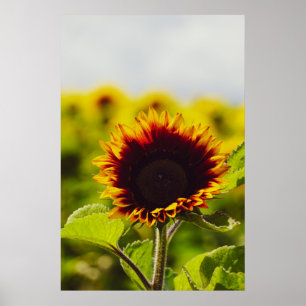 Affiche Tournesol
