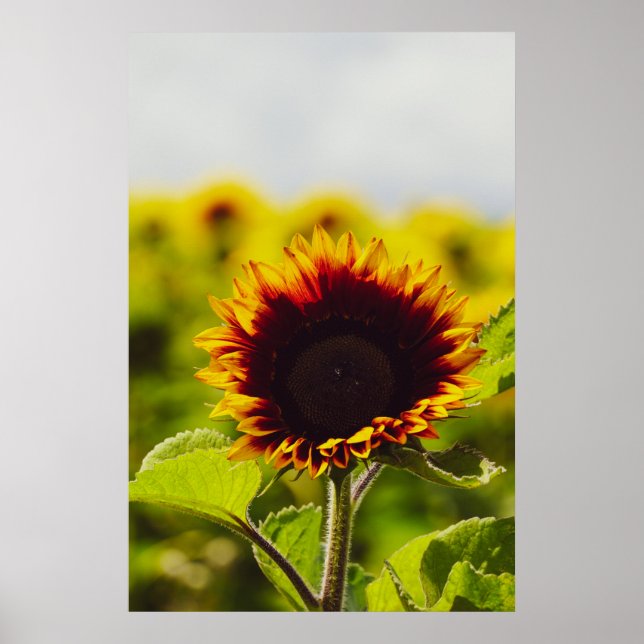 Affiche Tournesol (Devant)
