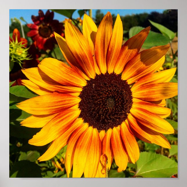 Affiche Tournesol (Devant)