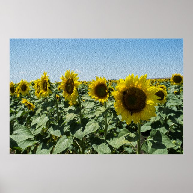 Affiche Tournesol (Devant)