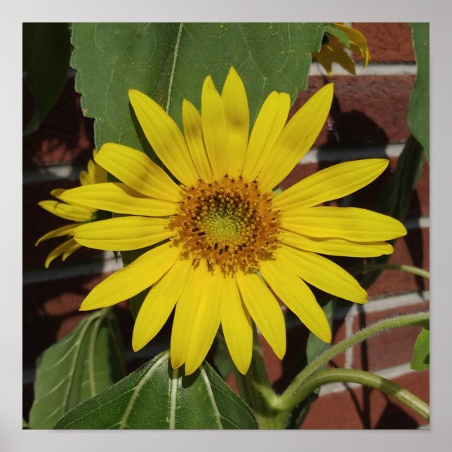 Affiche Tournesol (Devant)