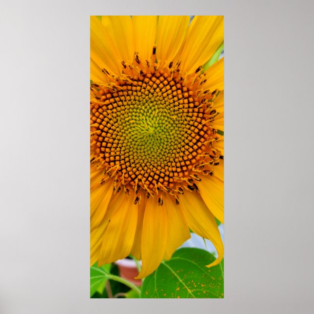 Affiche Tournesol (Devant)