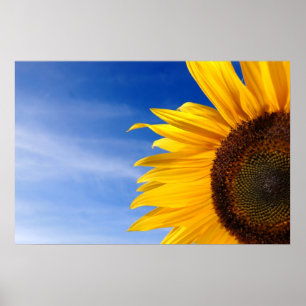 Affiche Tournesol