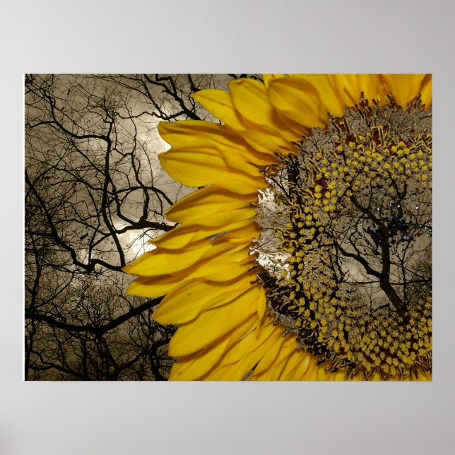 Affiche tournesol (Devant)