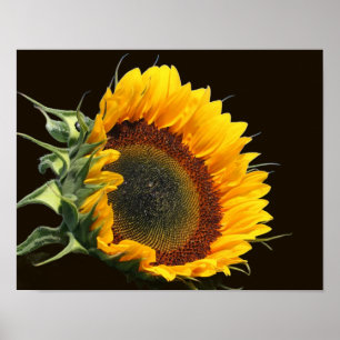 Affiche Tournesol Au Soleil